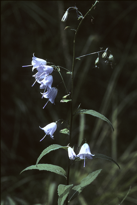 Adenophora liliifolia (foto F.Fenaroli) Adenophora FFenaroli