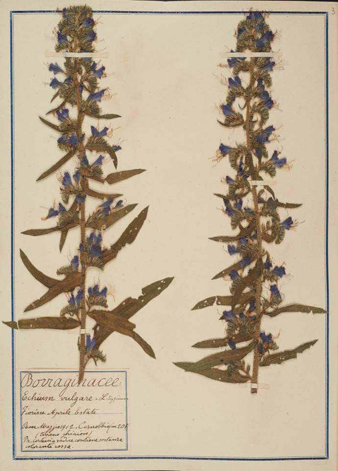 Echium vulgare - Erbario Fabani Echium vulgare - Erbario Fabani