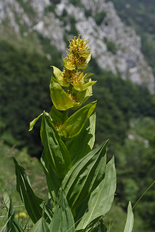Gentiana lutea (foto G.Parolo) Gentiana lutea GParolo
