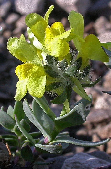 Linaria tonzigii AMondoni