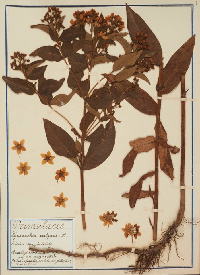 Lysimachia vulgaris - Erbario Fabani Lysimachia vulgaris - Erbario Fabani