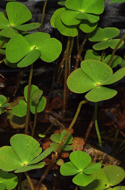 Marsilea quadrifolia (foto G.Parolo) Marsilea GParolo
