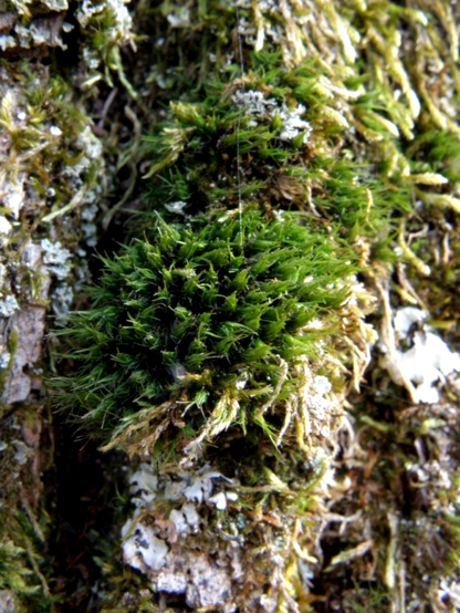 Dicranum viride (foto G.Brusa) Muschio GBrusa