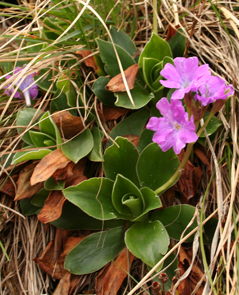 Primula glaucescens (foto F.Bonifacio) Primula FBonifacio