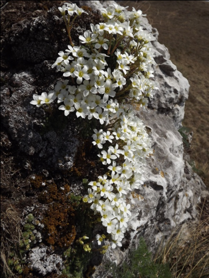 Saxifraga tombeanenis (foto G.Brusa) Saxifraga GBrusa