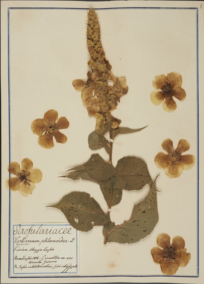 Verbascum phlomoides - Erbario Fabani Verbascum phlomoides - Erbario Fabani