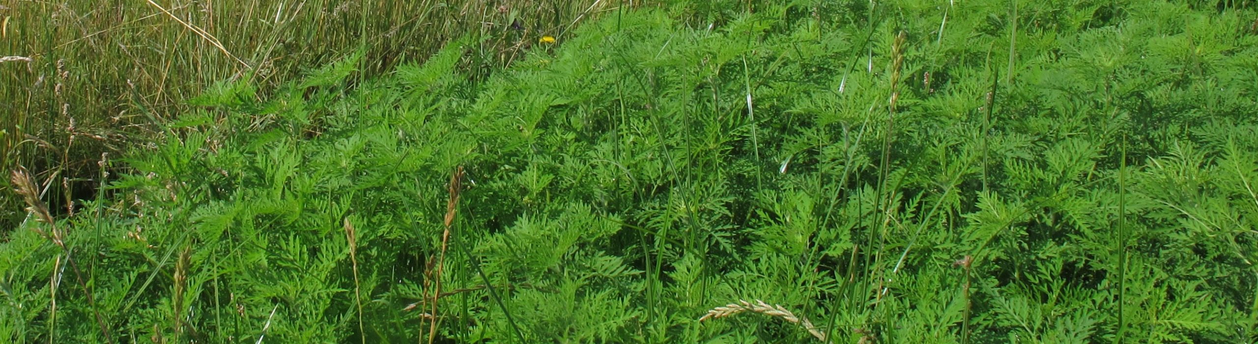 Ambrosia 02a