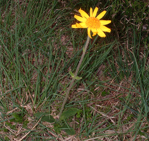 Arnica montana (foto G.Brusa) C01 Arnica a