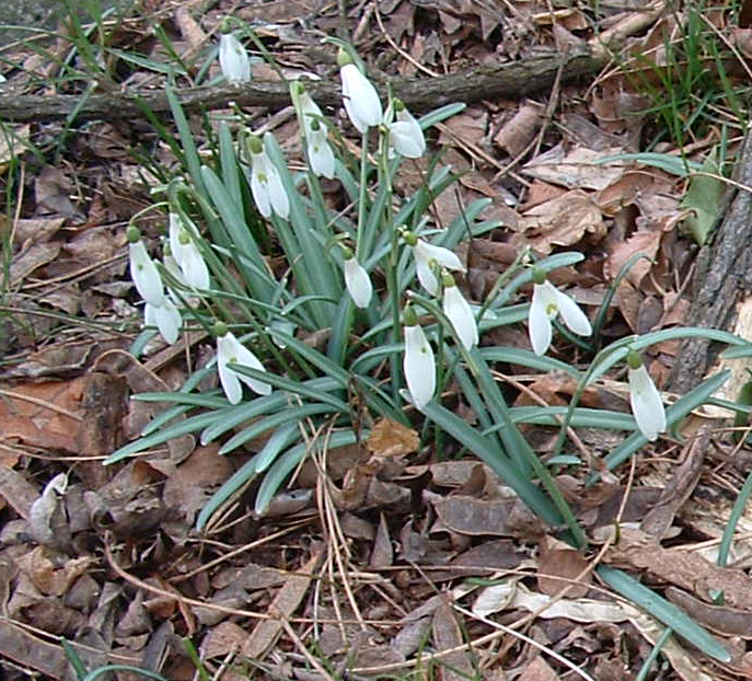 C01 Galanthus a