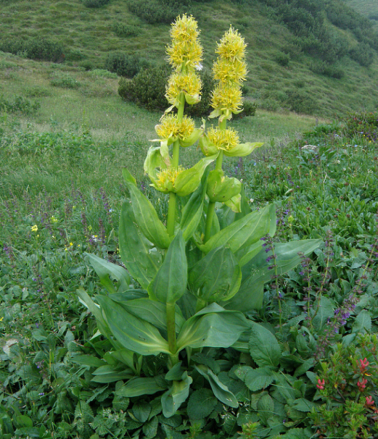 Gentiana lutea (foto G.Brusa) C01 Gentiana a