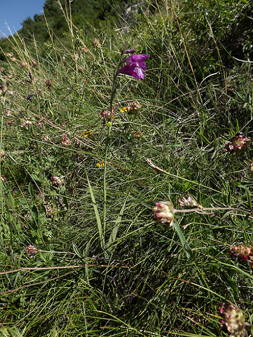 Gladiolus palustris (foto G.Brusa) C01 Gladiolus 01