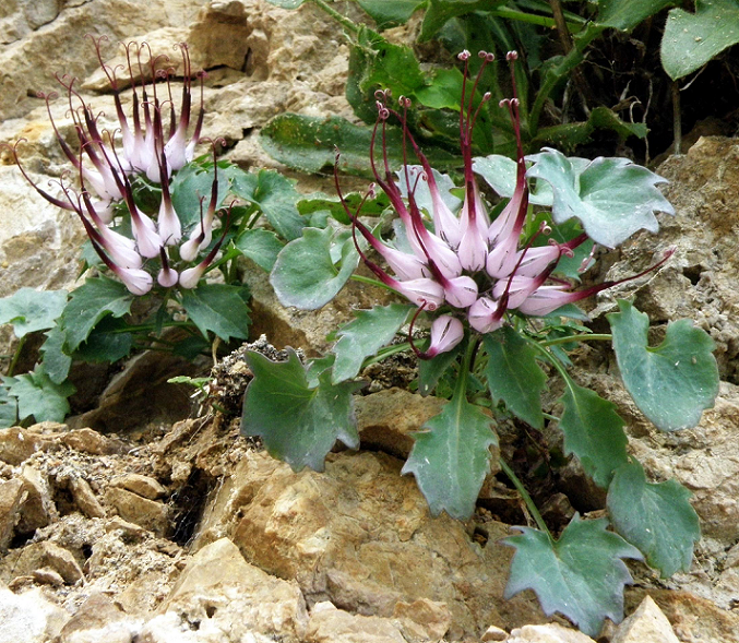 Physoplexis comosa (foto G.Brusa) C01 Physoplexis a