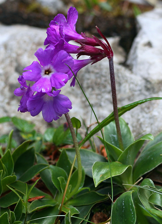 C01 Primula glauc b