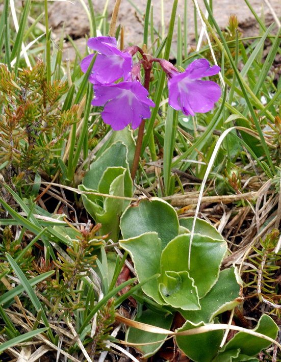 C01 Primula spect b