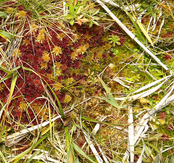 Sphagnum (foto G.Brusa) C01 Sphagnum a