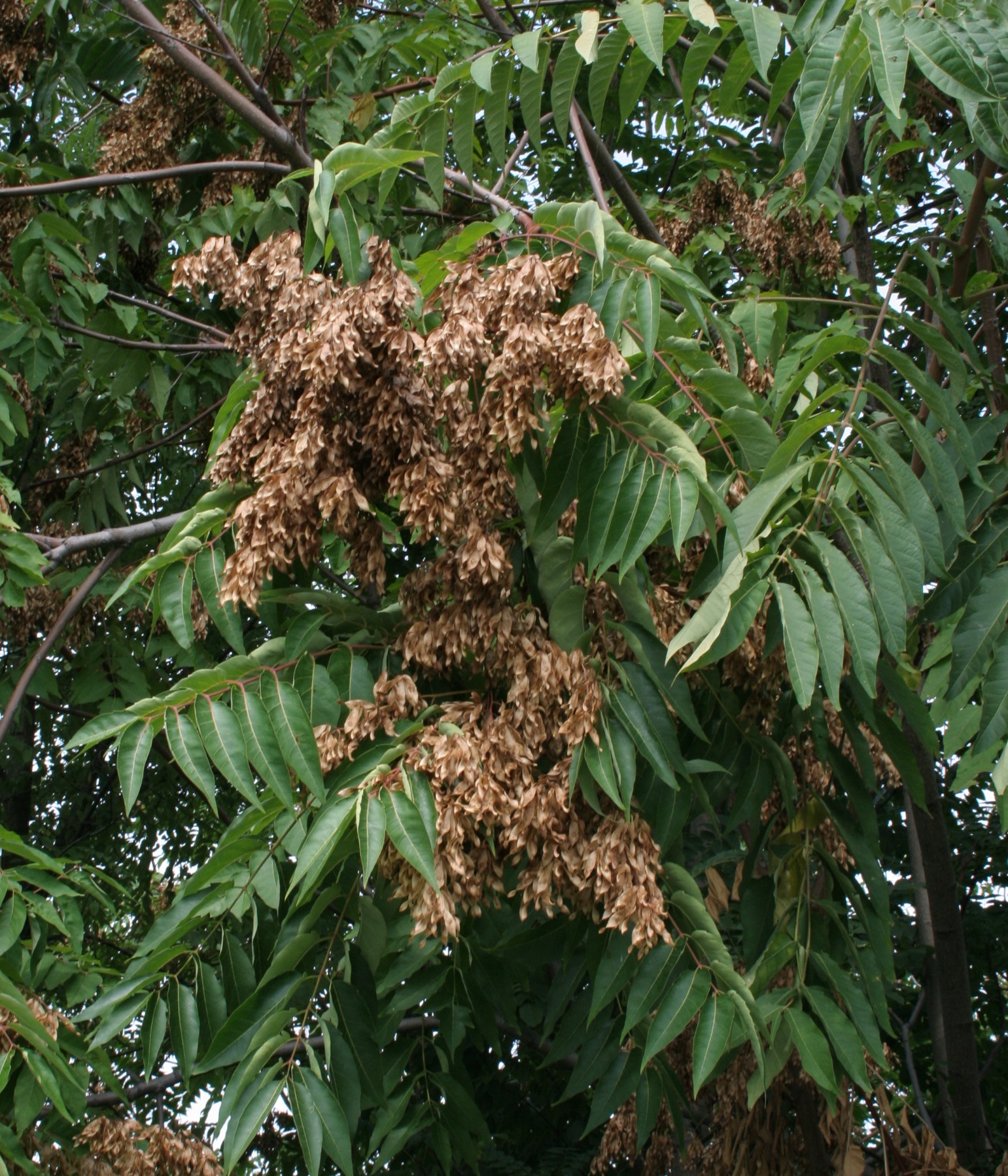 C03 Ailanthus b