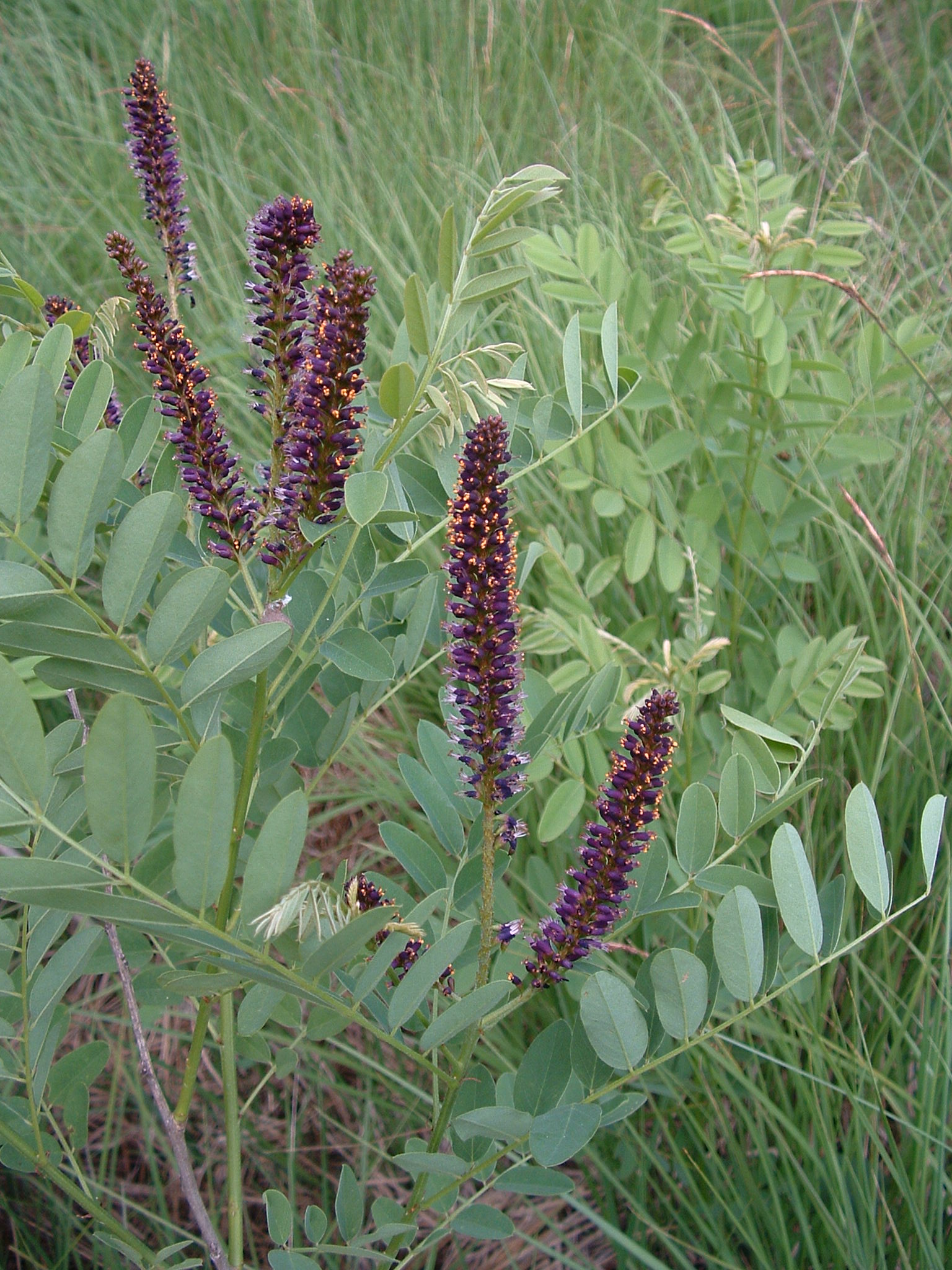 C03 Amorpha a