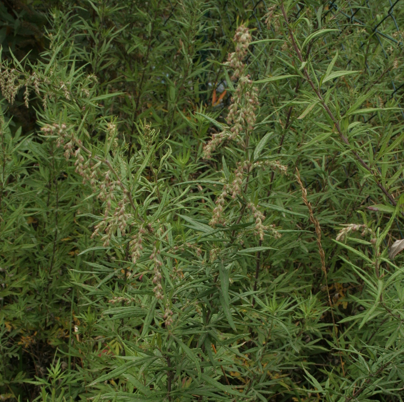 C03 Artemisia a