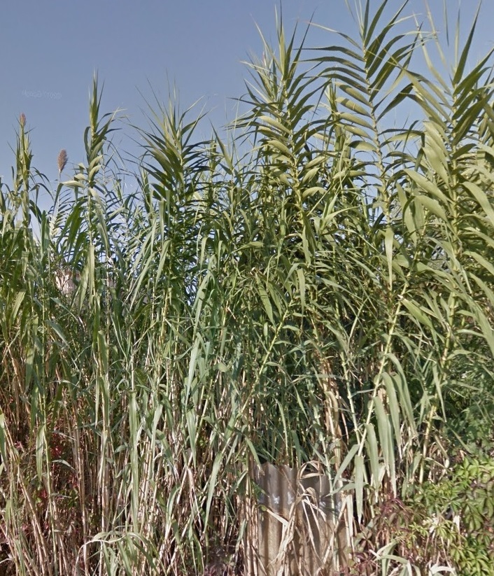 C03 Arundo b