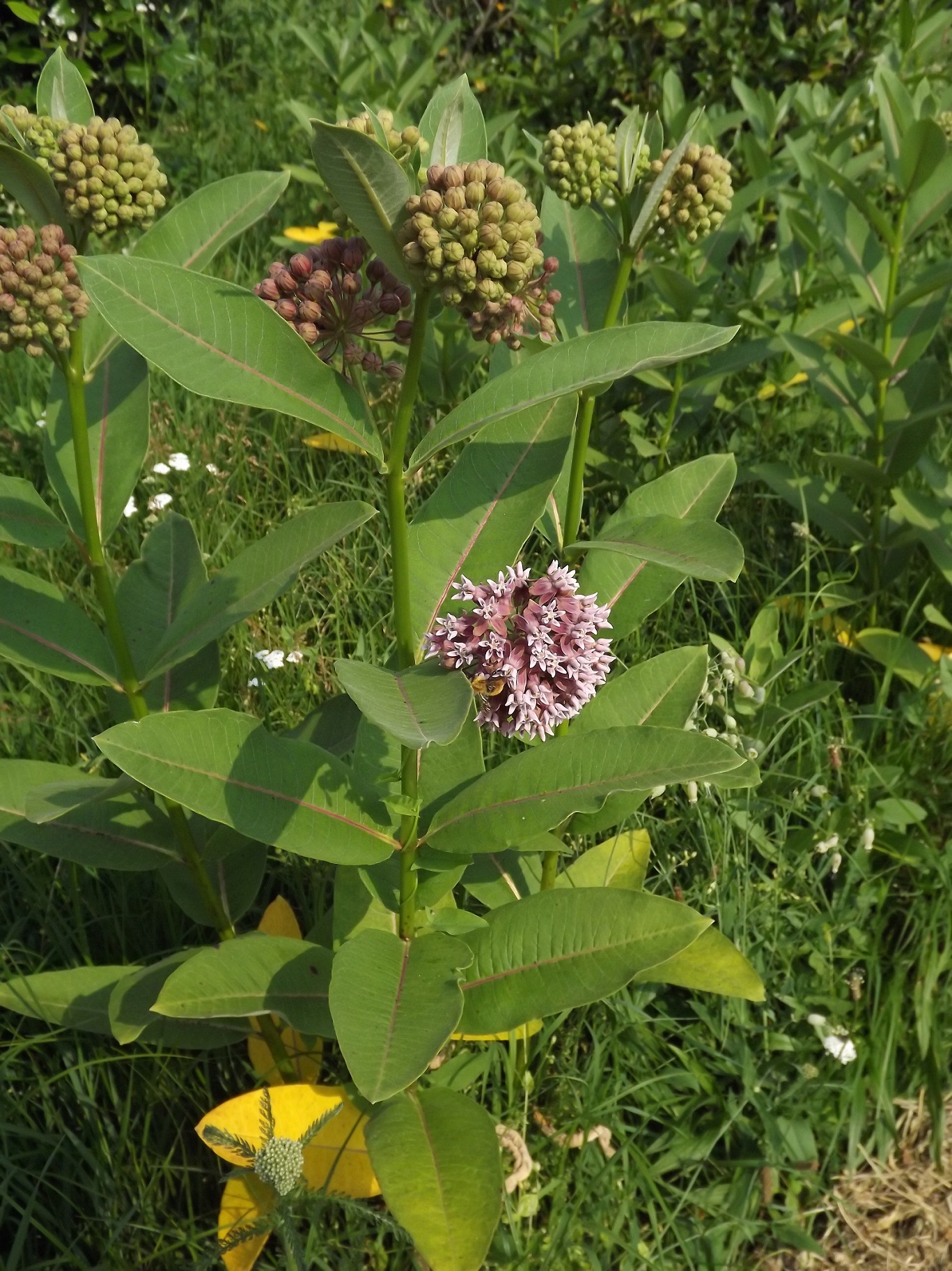 C03 Asclepias Brusa b