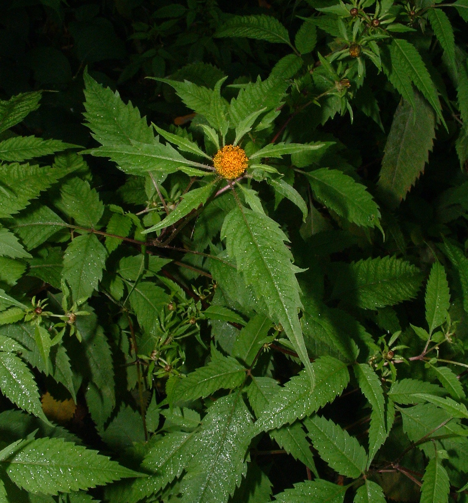 C03 Bidens a