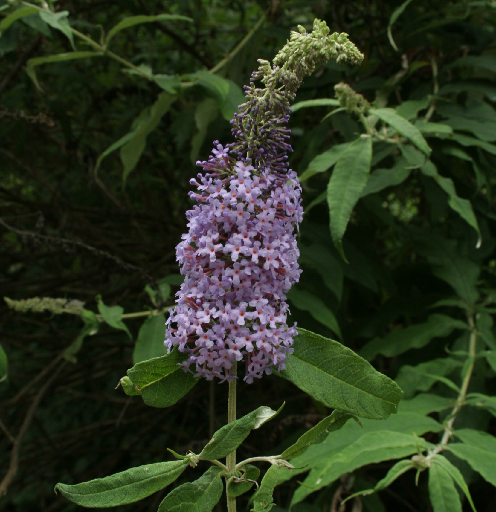 C03 Buddleja a