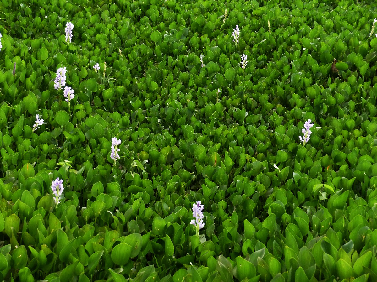 C03 Eichhornia Zekhuis