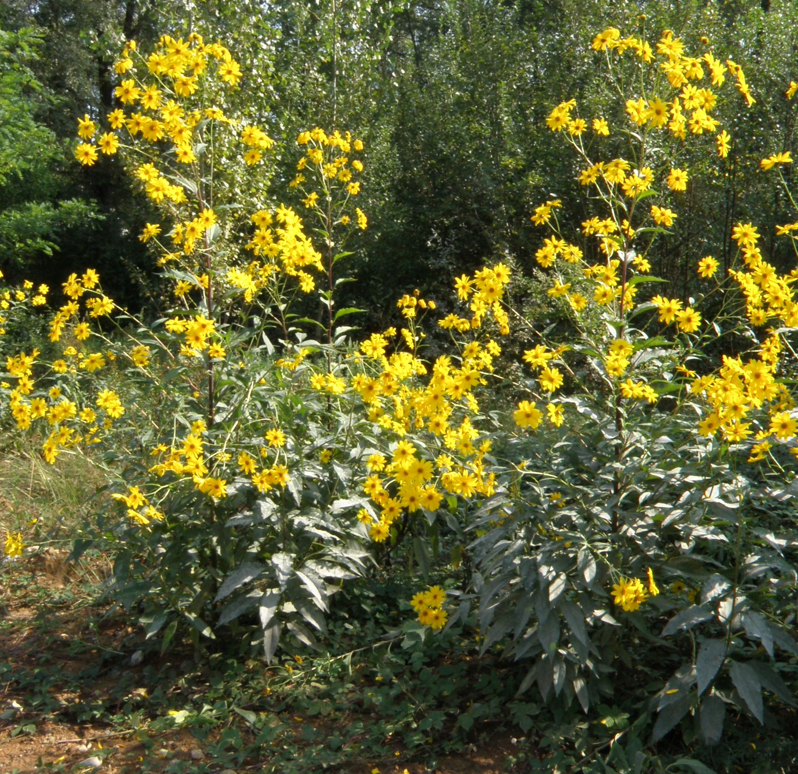 C03 Helianthus a