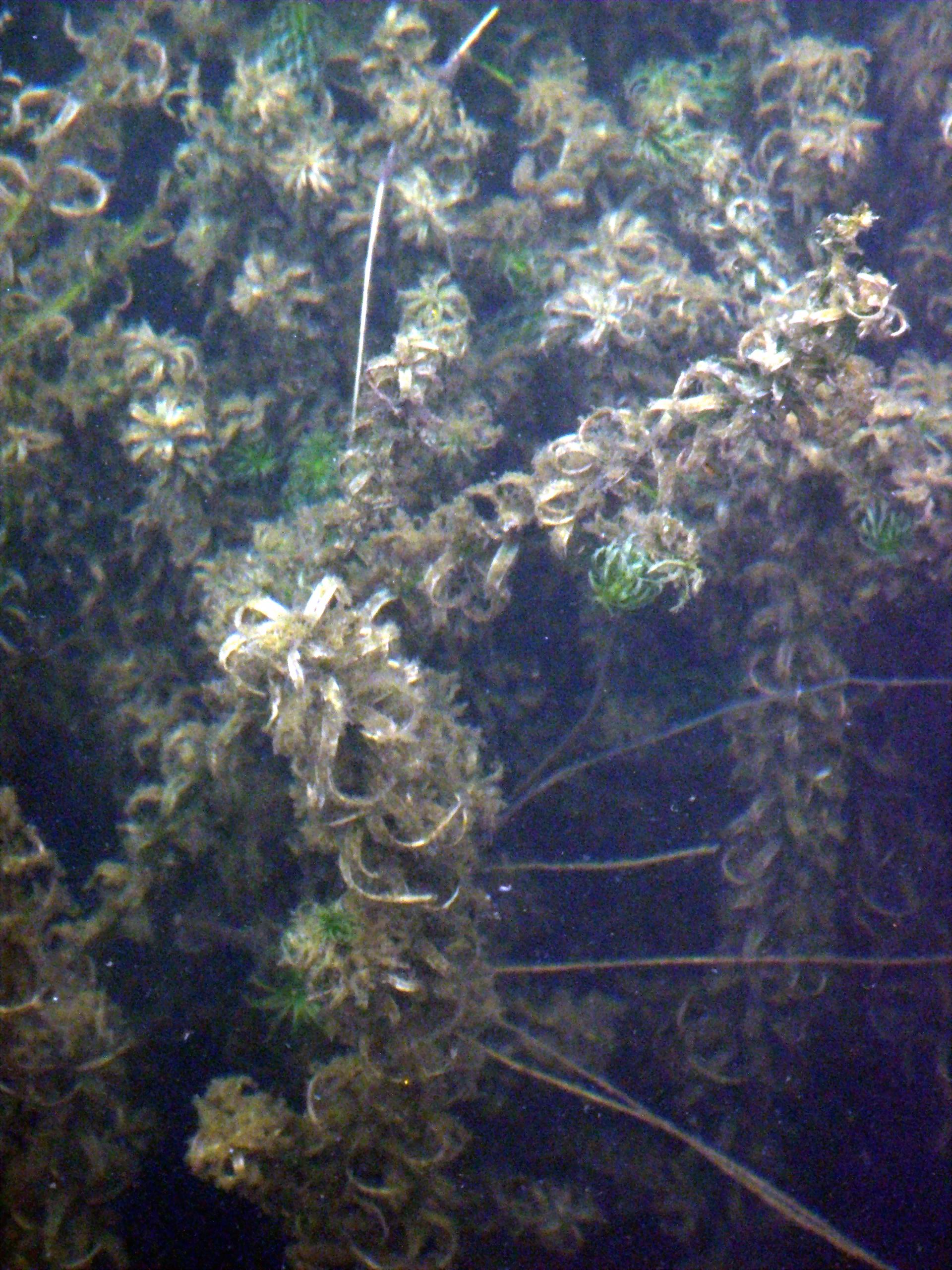 Lagarosiphon major (foto G.Brusa) C03 Lagarosiphon Brusa a