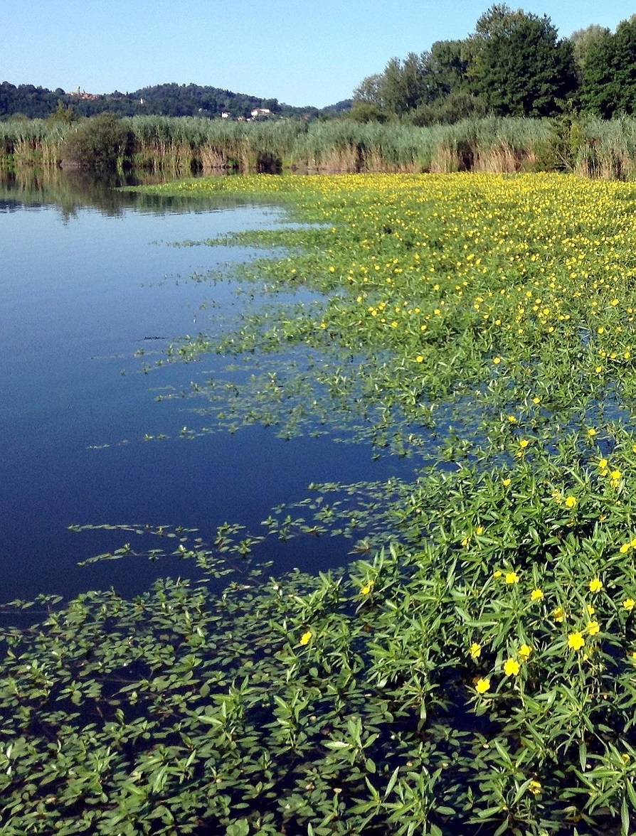 C03 Ludwigia Brusa a