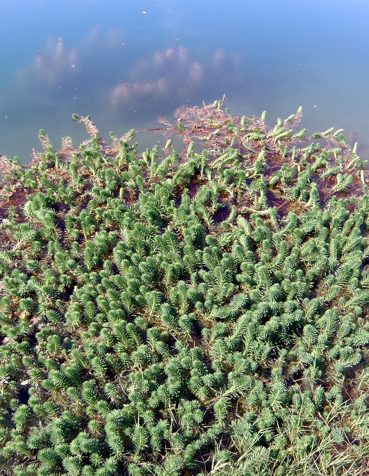 C03 Myriophyllum Brusa a