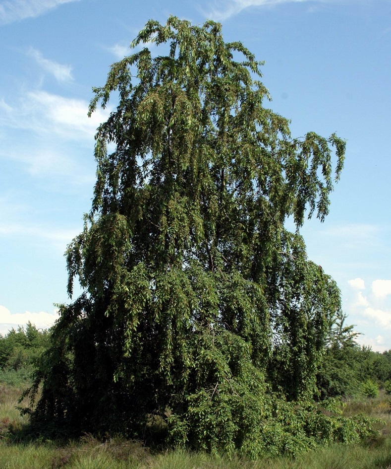 C03 Prunus Brusa a