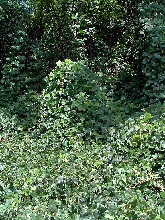 C03 Pueraria Brusa a