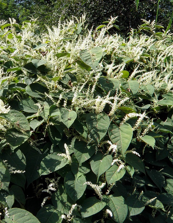 C03 Reynoutria Brusa