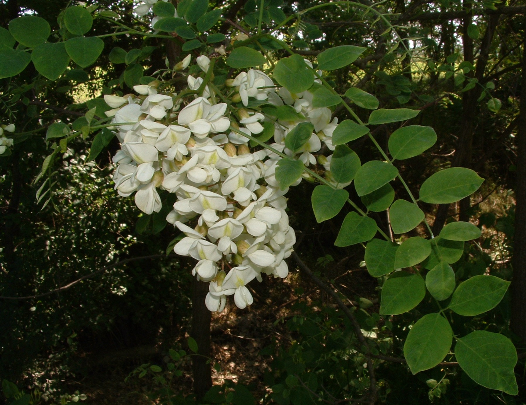 C03 Robinia a