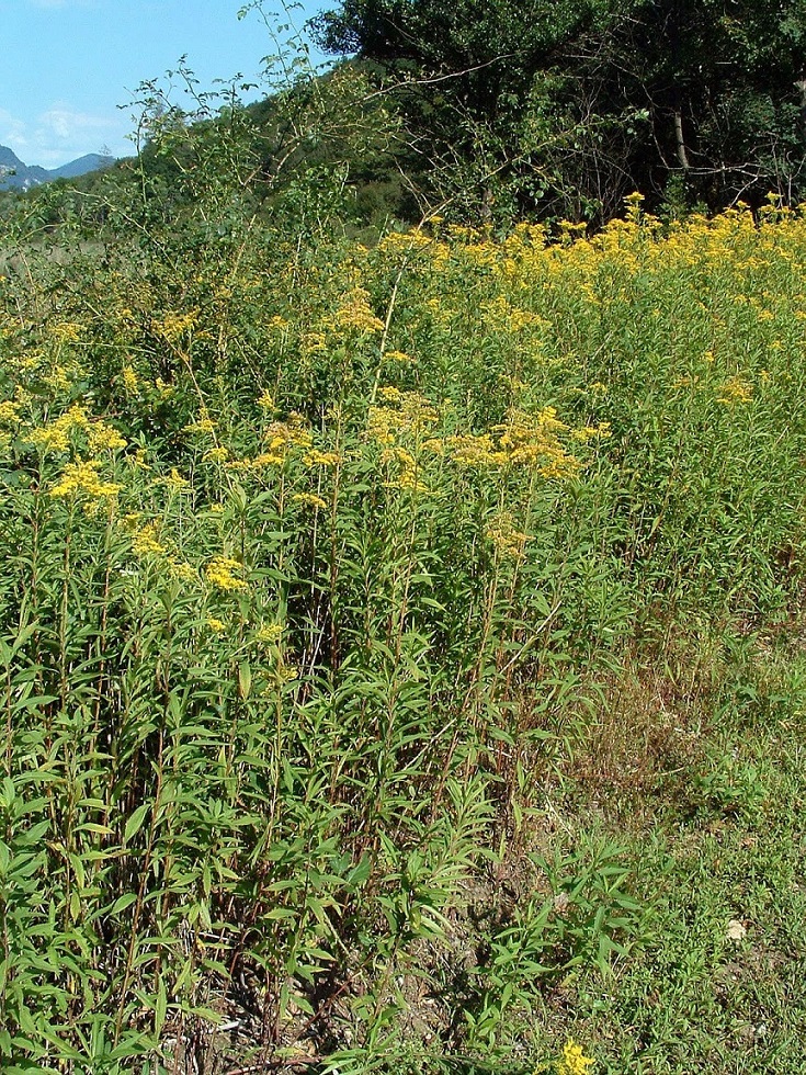 C03 Solidago Brusa a