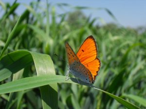 Lycaena dispar