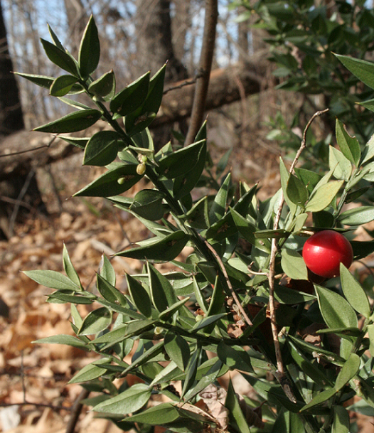 Ruscus aculeatus a