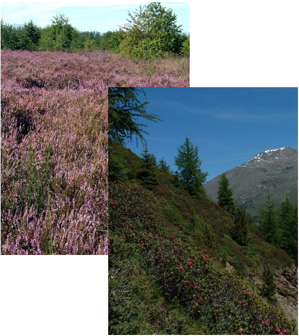 chiave habitat