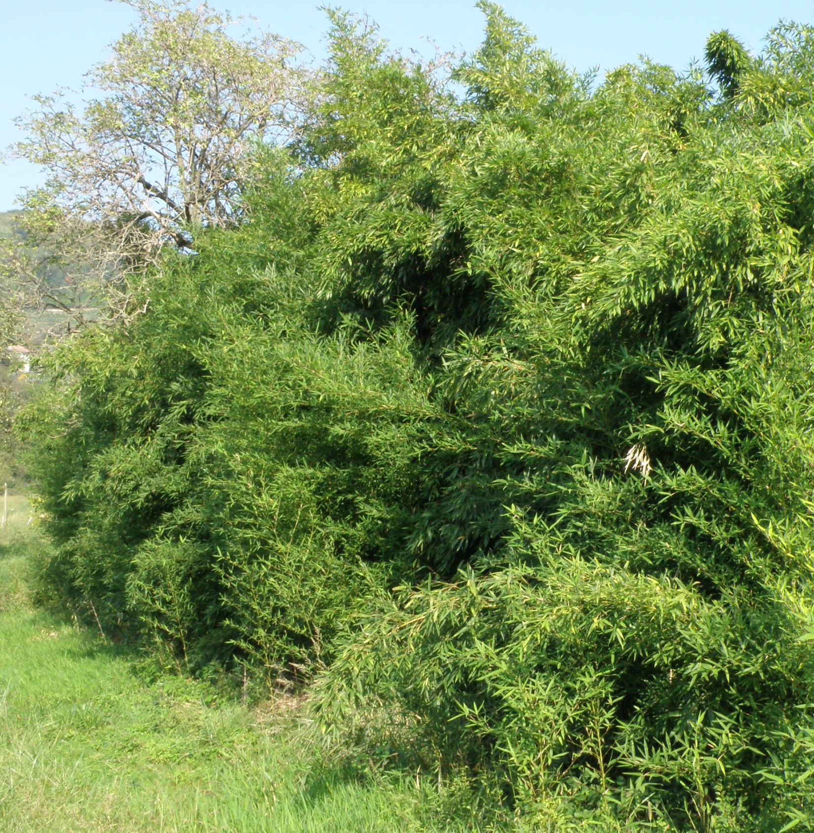 Bambuseae (foto G.Brusa)