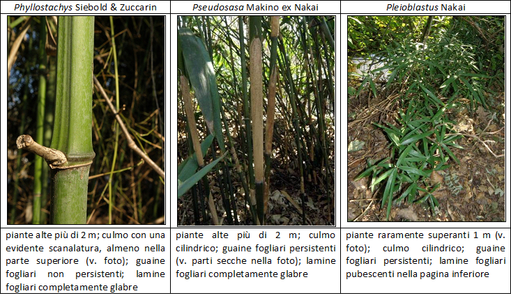 Confronto bambù
