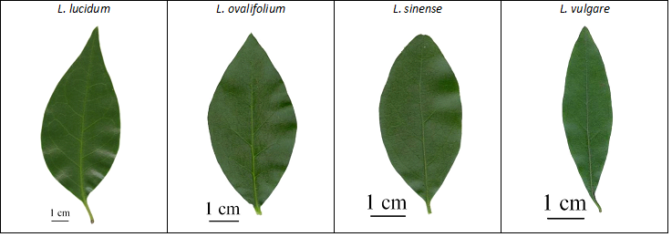 Confronto ligustri