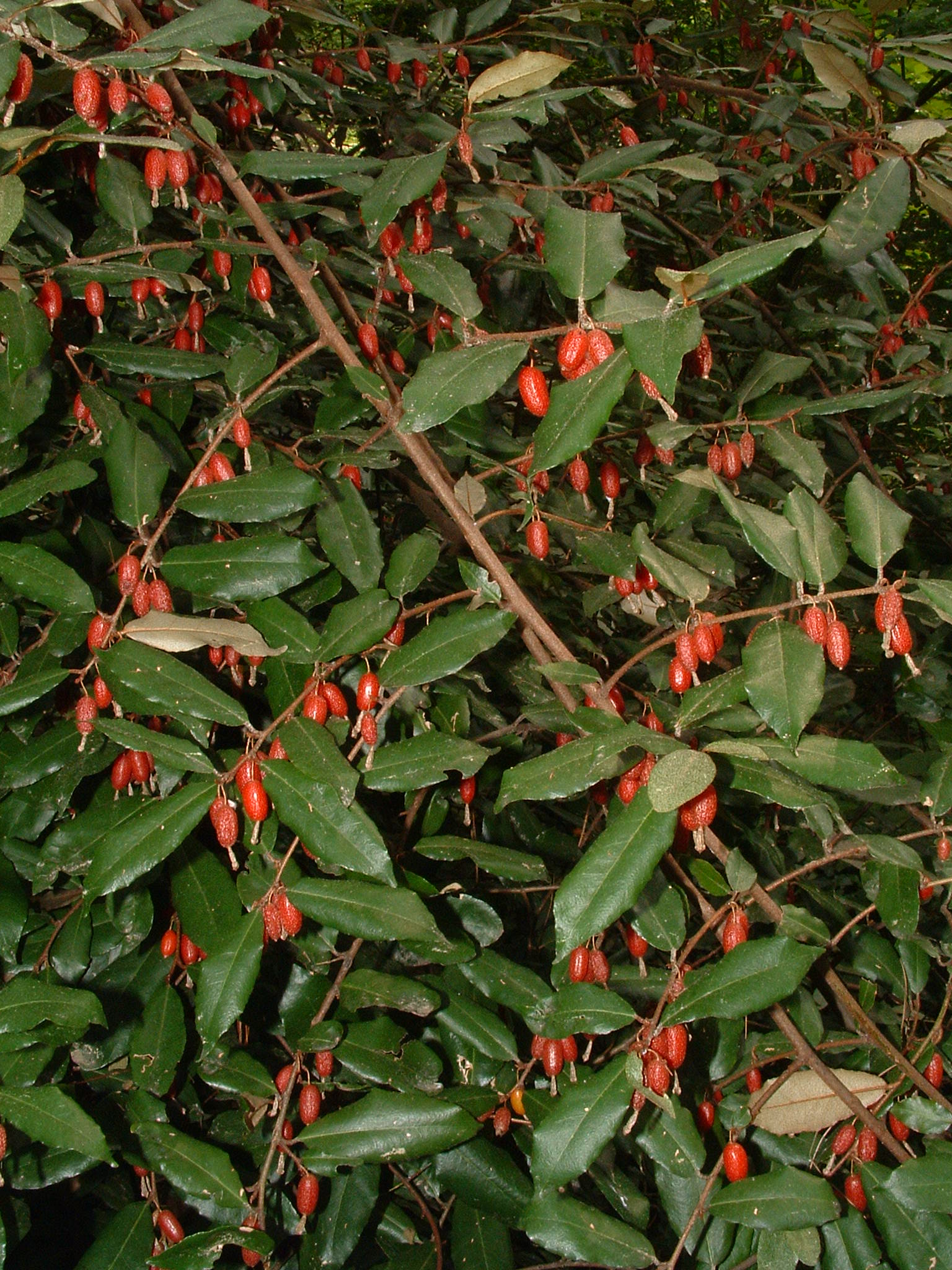 Eleagnus pungens (foto G.Brusa)