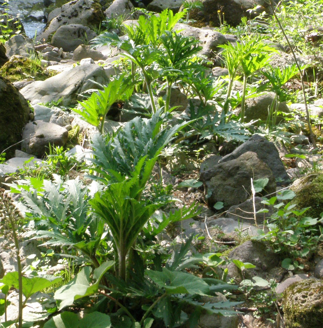 Heracleum mantegazzianum (foto G.Brusa) WorkInProgress2