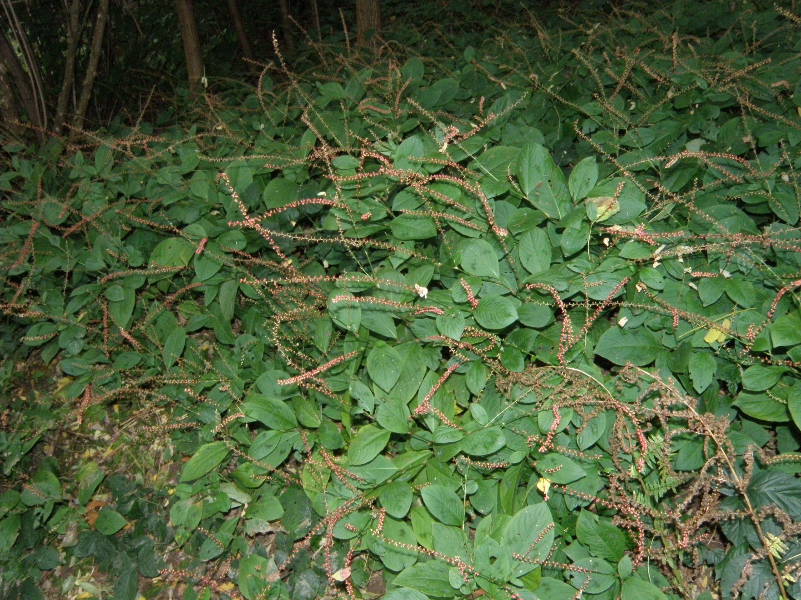 Persicaria filiformis (foto G.Brusa)