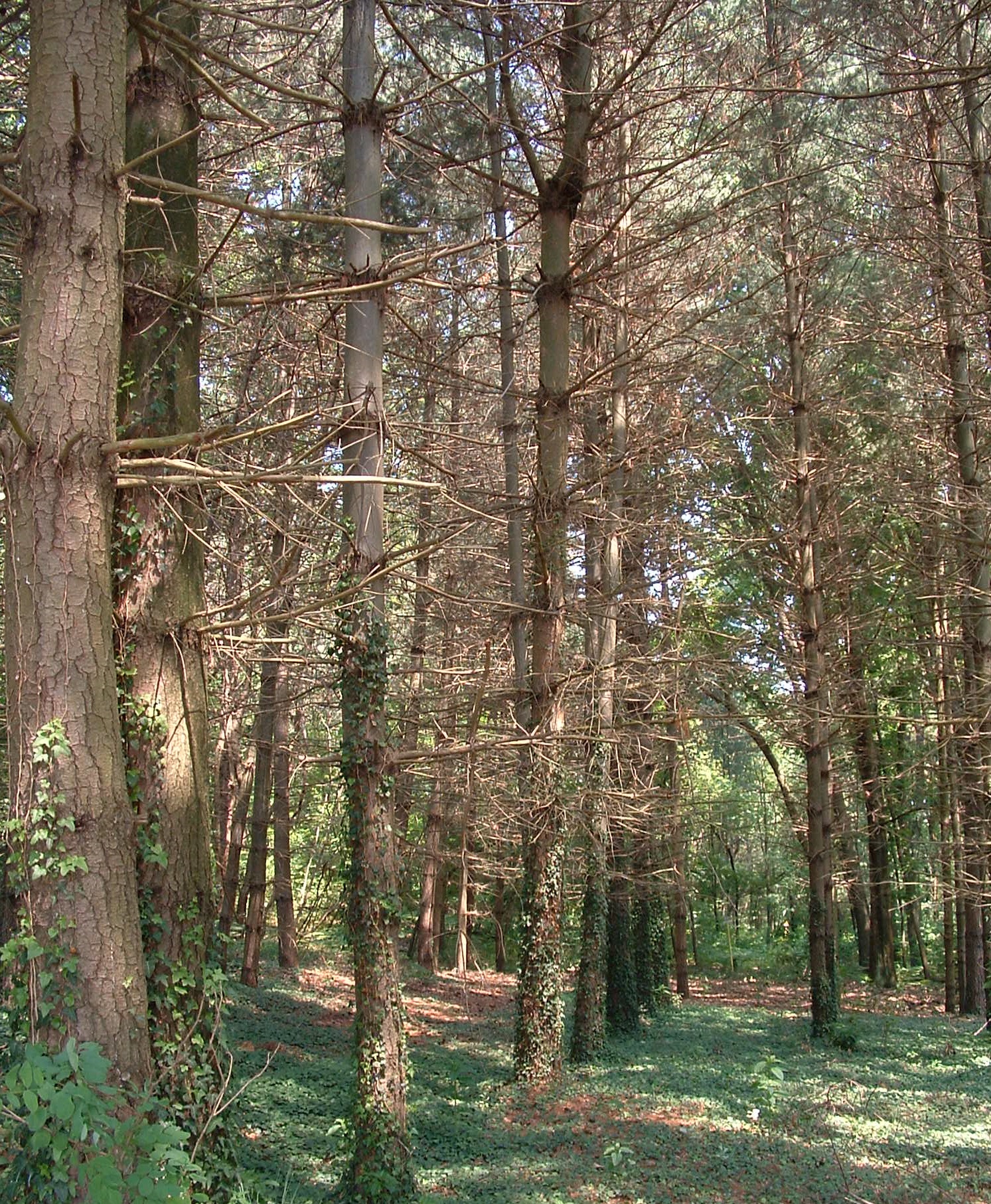 Pinus strobus (foto G.Brusa)