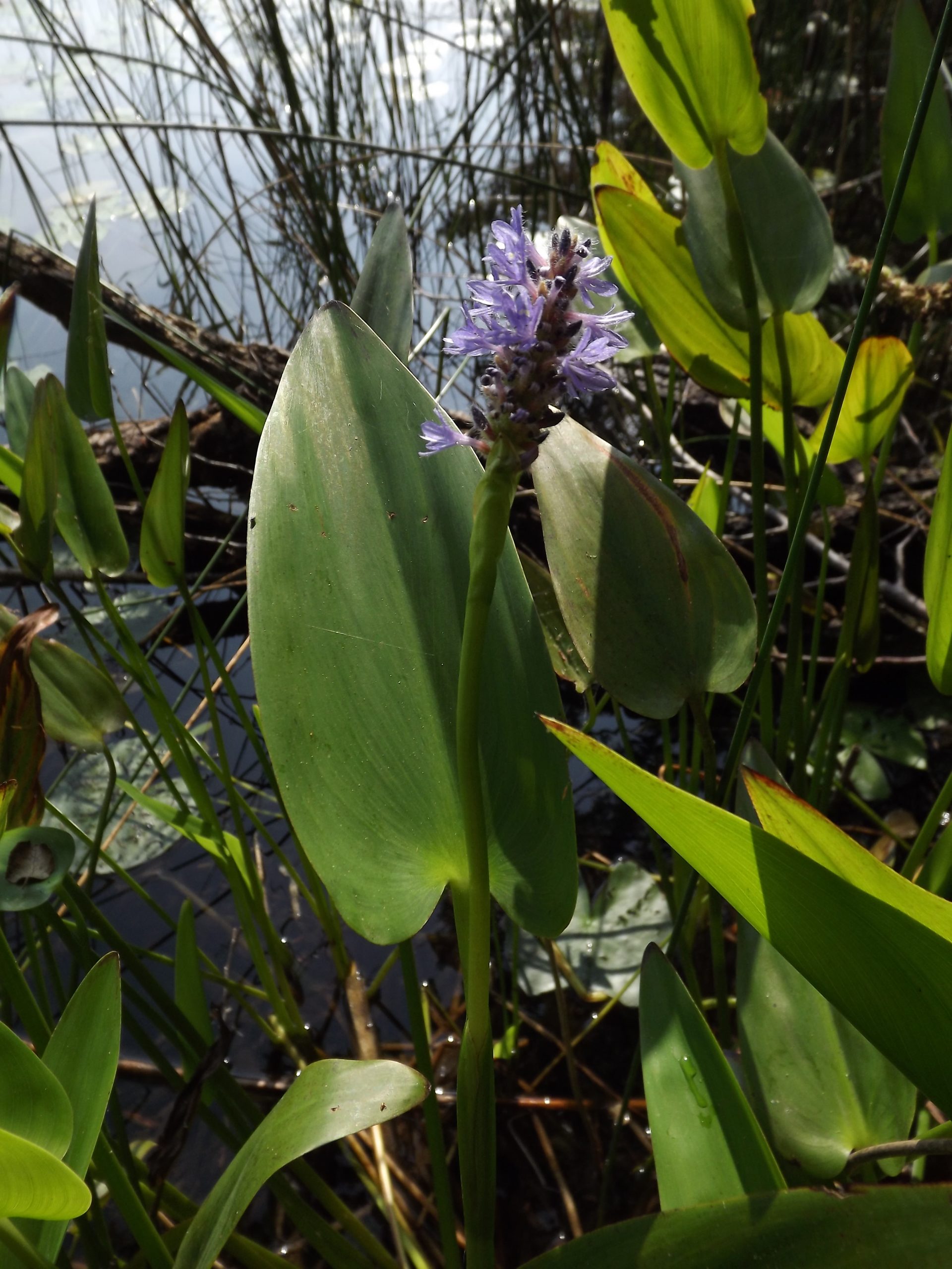 Pontederia cordata (foto G.Brusa) WorkInProgress2
