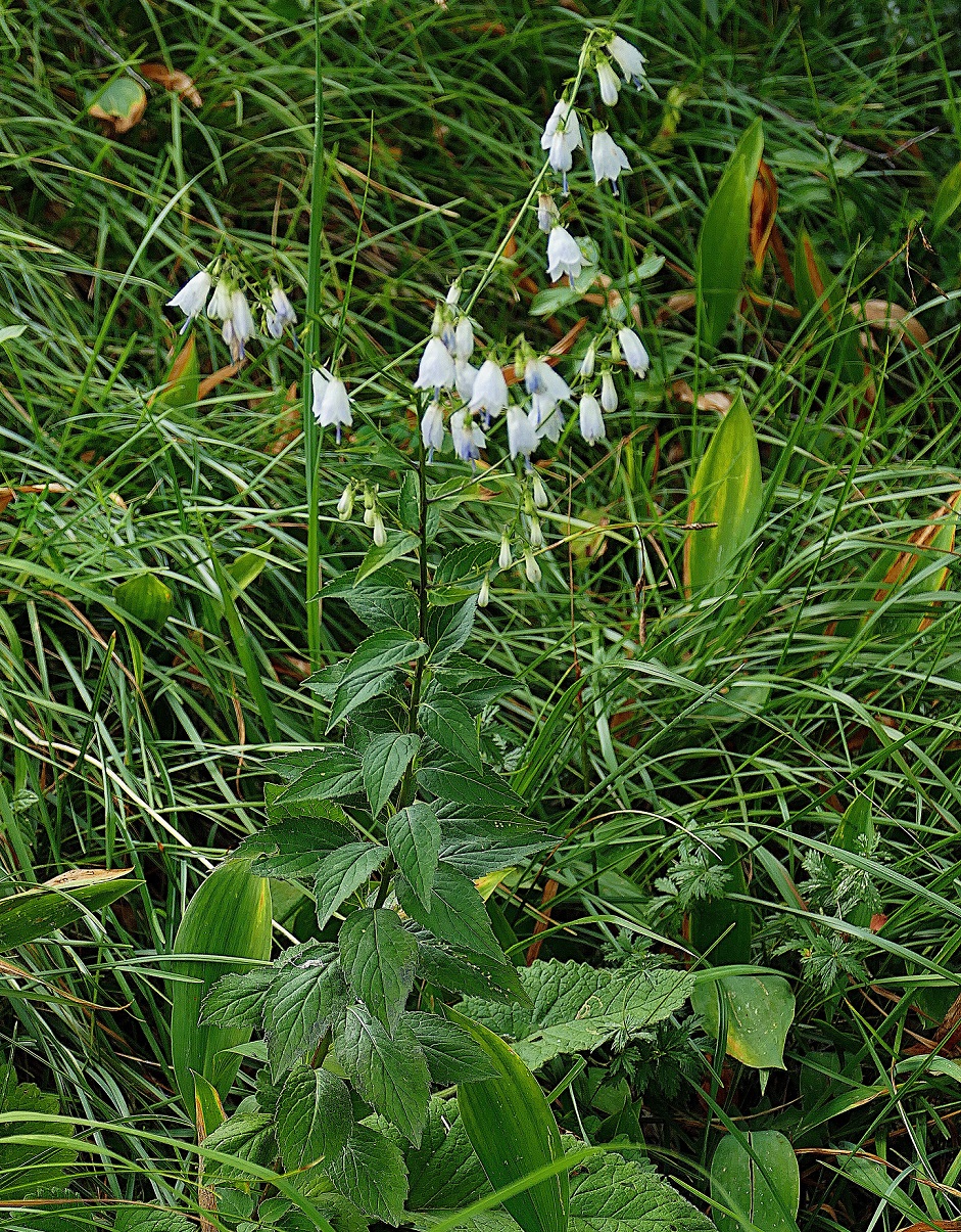 Adenophora liliifolia FFenaroli 01