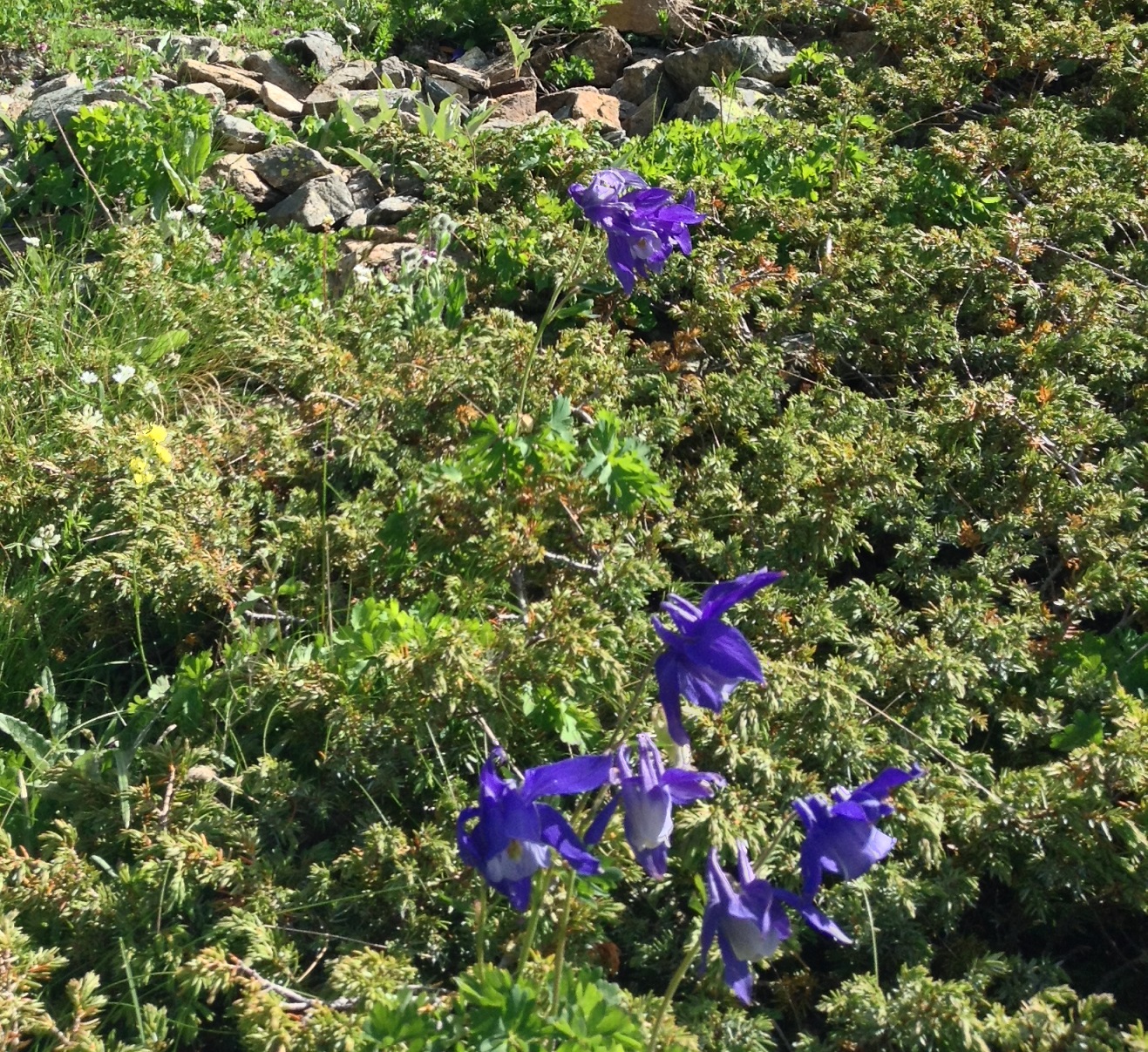 Aquilegia alpina GBrusa 01