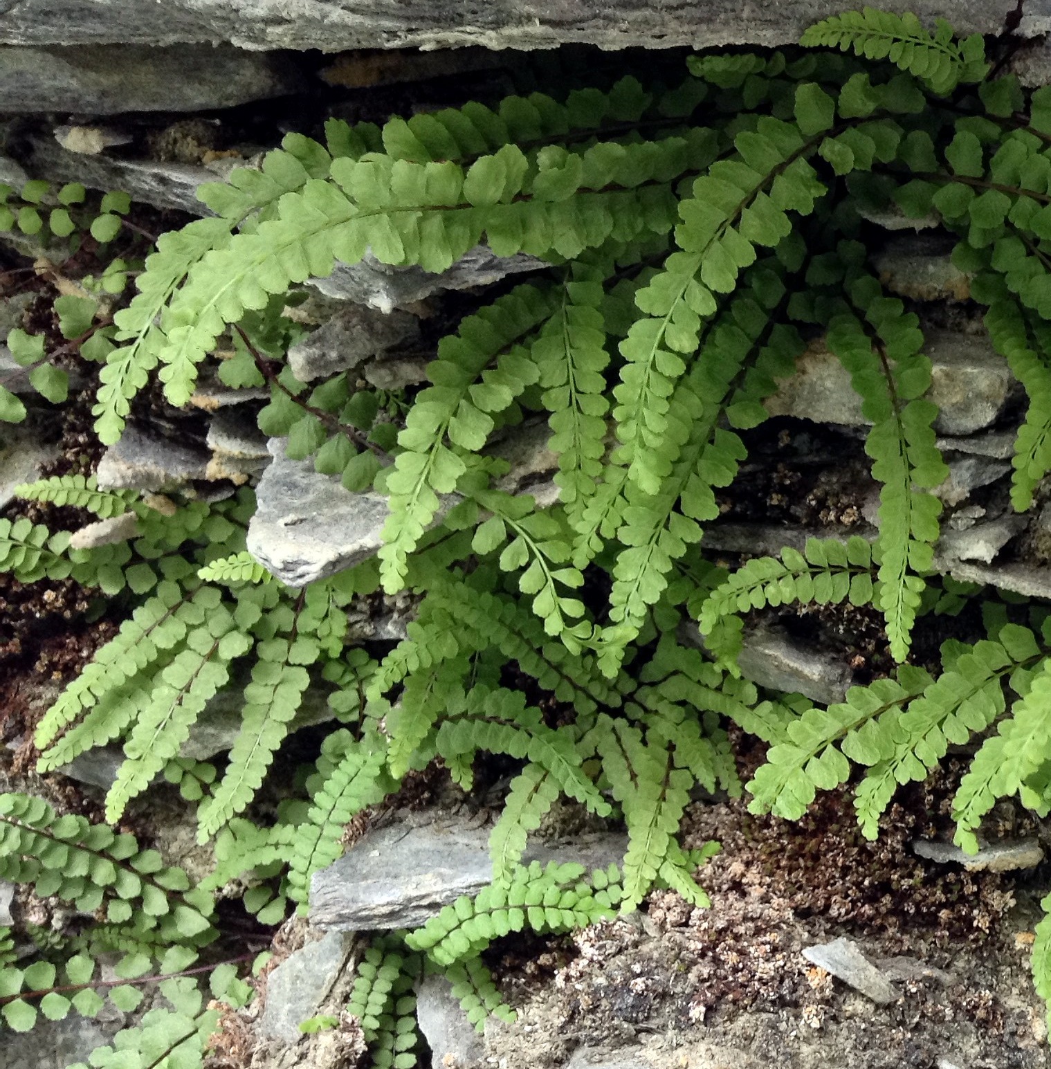 Asplenium adulterinum GBrusa 01